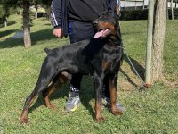 65 Günlük Dişi Ve Erkek Doberman Yavruları