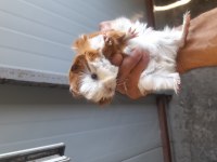 Guinea pig yavruları 1 aylık