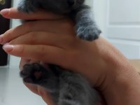 Scottish fold ve blue point yavrularımız