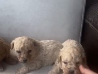 MALTİPOO BEBEKLER