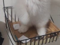 British longhair kedisi