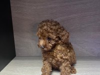 Kore 56 Günlük Toy Poodle Dişi ve Erkek Yuva Arıyor