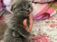 British shorthair yavrularımıza yuva arıyoruz