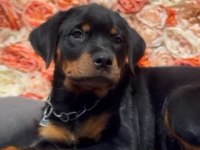 Şecereli dişi rottweiler yavrumuz yeni ailesini bekliyor