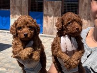 Toy poodle yavrularımız