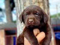 Labrador yavruler
