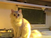 7 aylık erkek british longhair