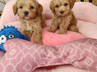  MALTİPOO  YAVRULARIMIZ 