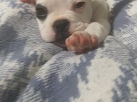 French bulldog (Korsan)