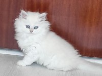 Irk garantili british longhair kedisi