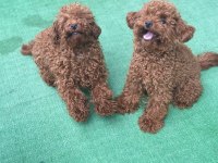 Kore kan toy poodle erkek bebek