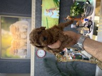 Teacup toy poodle yavrularımız