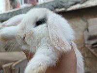 Lop tavşanı