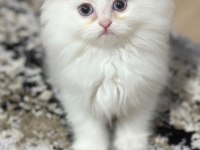 British longhair kedisi