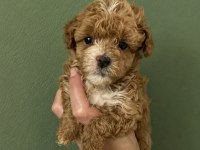 Sıfır Numara Safkan Garantili Maltipoo Bebek