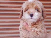 50 günlük erkek dişi maltipoo