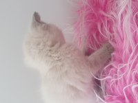 1 aylık scottish fold yavrular
