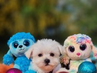 Neşe Kaynağı Morkie Yavrularımız