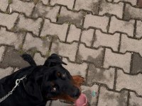 9 aylık rottweiler