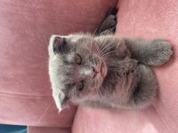 Scottish fold kırık kulak safkan