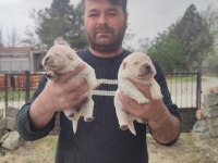 Chow chow bebekler