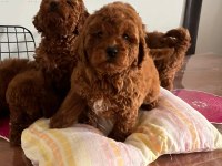 Kore kan toy poodle