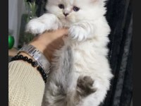 SAFKAN MAVİ GÖZ AYICIK SURAT BLUE POİNT KEDİMİZ