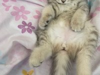 Oyuncu british shorthair kızlar kaliteli yavrular