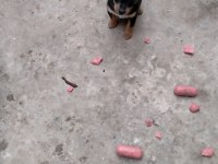 Pinscher minyatür köpeğimiz