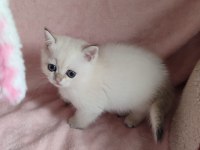 Safkan British Shorthair