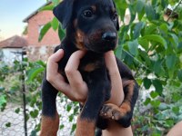 A Kalite Doberman Yavrular