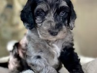 BLUE MERLE ÖZEL RENK MİNİ BERNEDOODLE BEBEKLER