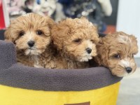 Kore maltipoo yavrularımızı görüp ala bilirsiniz