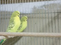 Muhabbet kuşları ver türleri