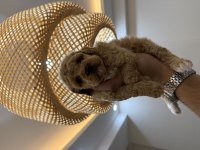 Wc Pet Eğitimli Maltipoo Yavrumuz Yeni Yuvasına Hazır