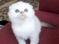 Golden ve silver scottish fold yavrular