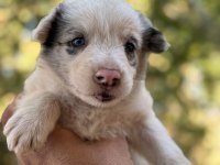 ÜRETİCİDEN RED MERLE BLUE MERLE BORDER COLLIE