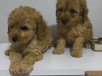 Toy poodle yavruları