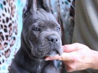 FCI-KIF SECERELİ SAFKAN CANE CORSO YAVRU