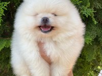 Pomeranian boo yavrular