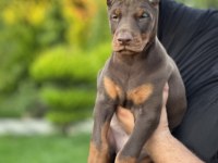 50 günlük a kalite dev doberman yavruları
