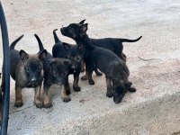 Anne Baba A Kalite Belçika Kurdu Yavrular
