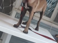 Belçika kurdu malinois köpeği
