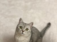 ÜCRETSİZ SAHİPLENDİRME KEDİMİZ