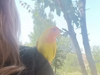Sevda papağanı çok sevecen