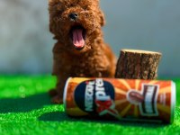 Üst kalite toy poodle yavrularımız
