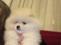 Pomeranian Boo