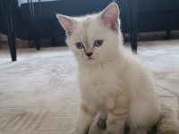 Teslime hazır british shorthair kuzucuklar