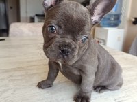BLUE FRENCH BULLDOG