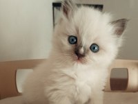 Şecereli anneden ve babadan ragdoll